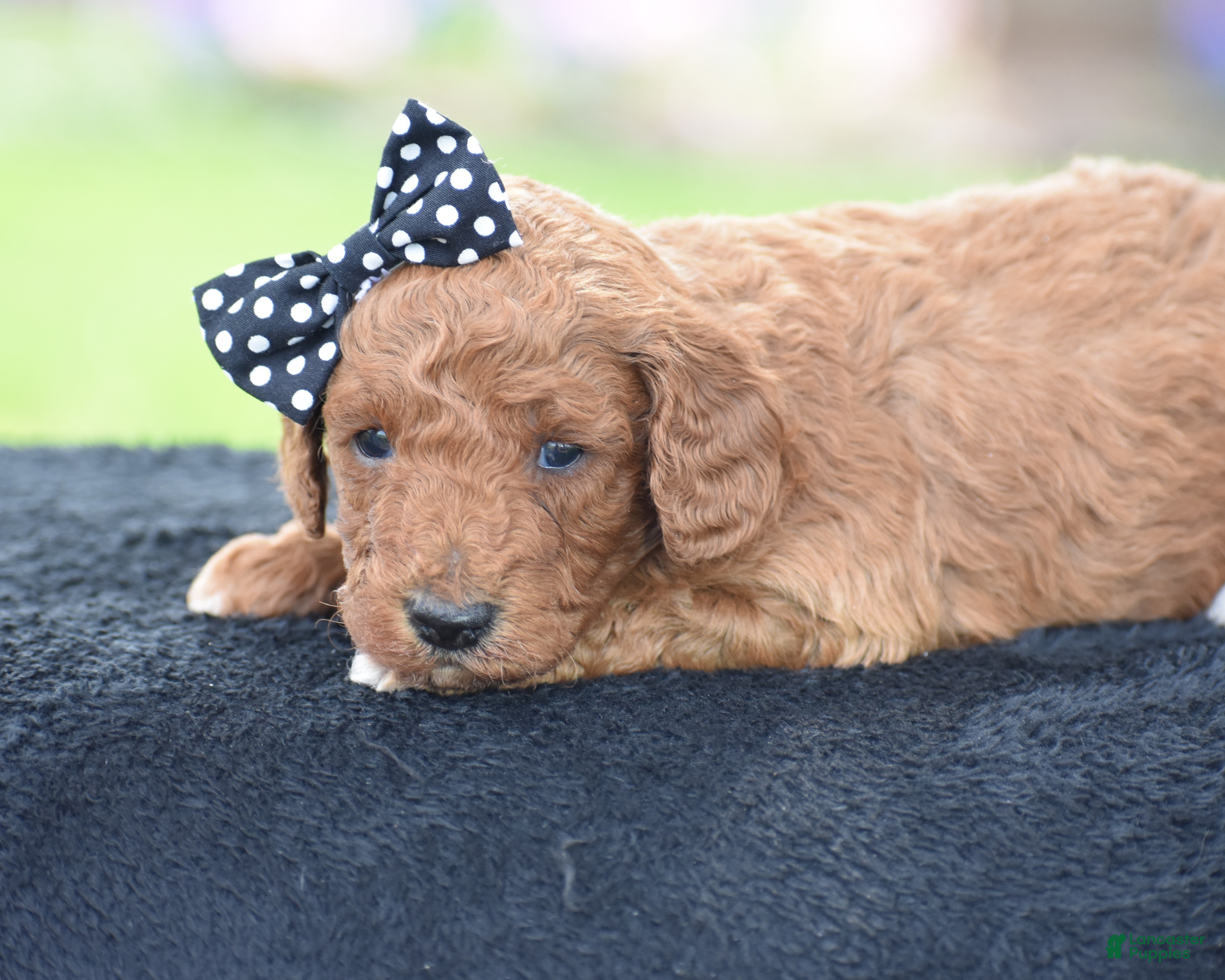 Miniature Poodle dogs Carmel - Ad 1