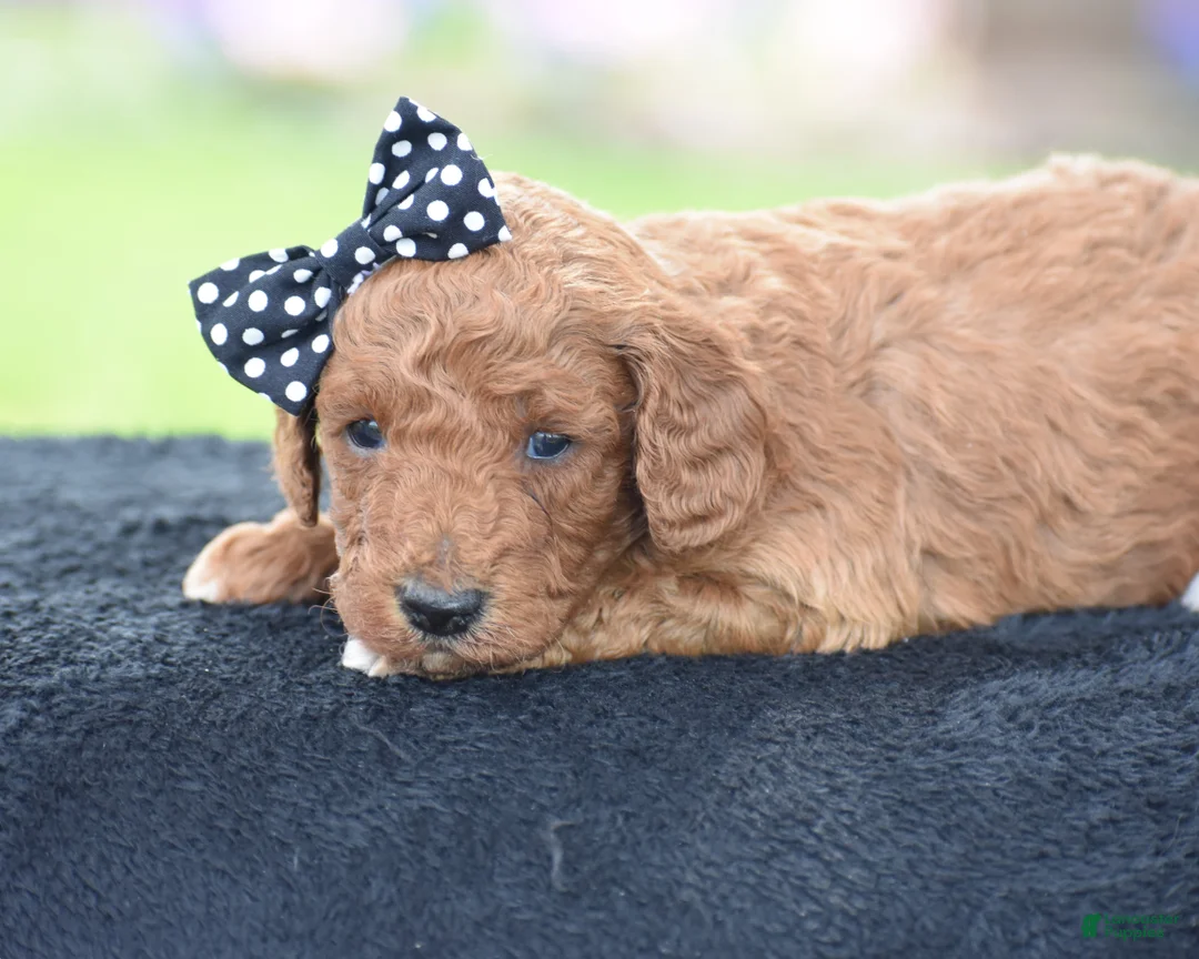 Miniature Poodle dogs for sale: Carmel - Ad 1