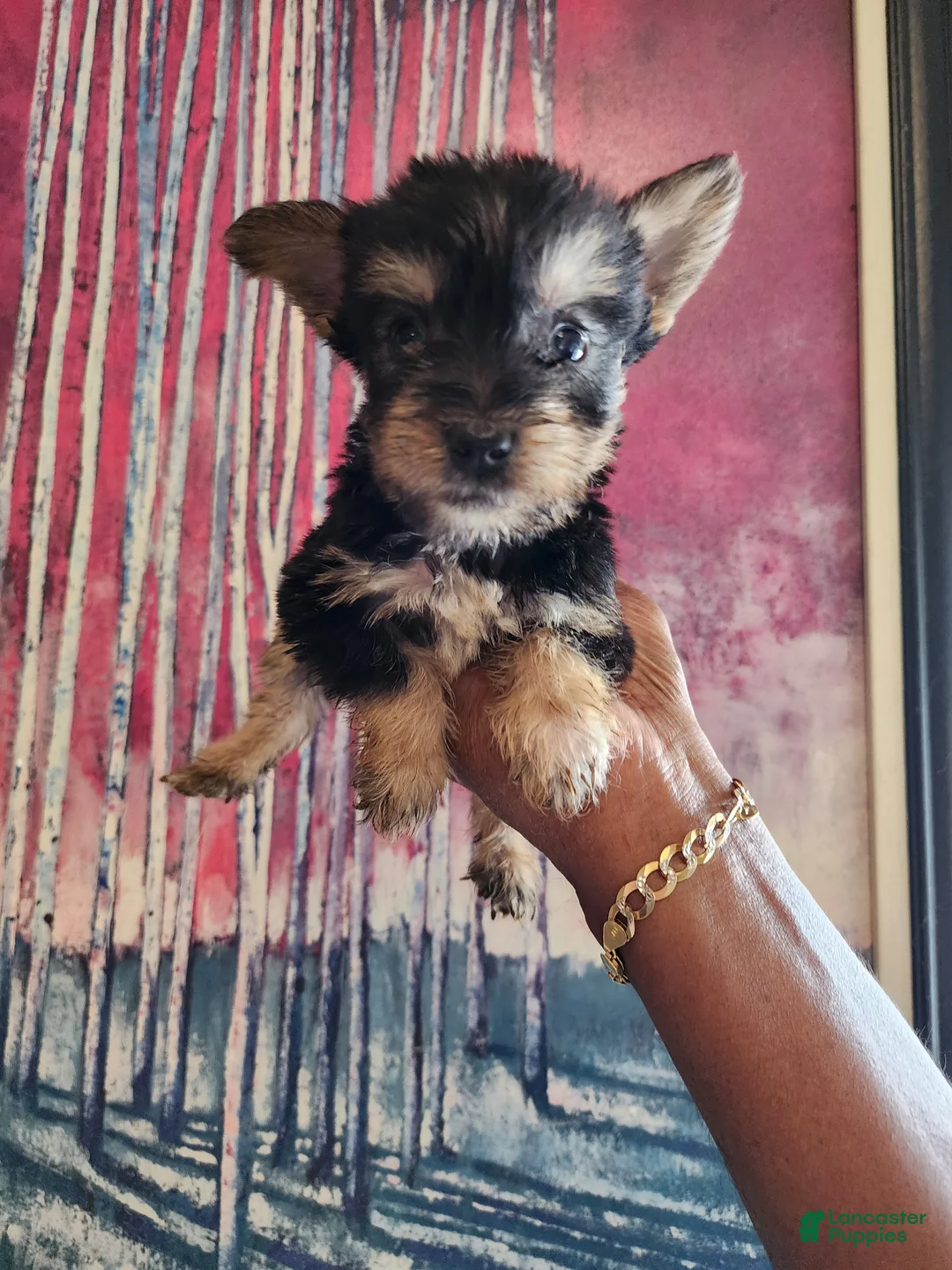 Mixed Breed dogs for sale: Mixed Breed 3 - Ad 1