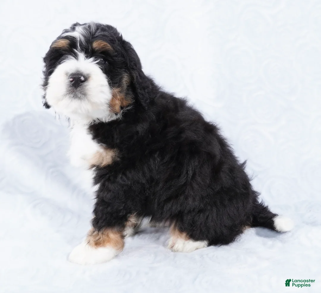 Mini Bernedoodle dogs for sale: Benji - Ad 5