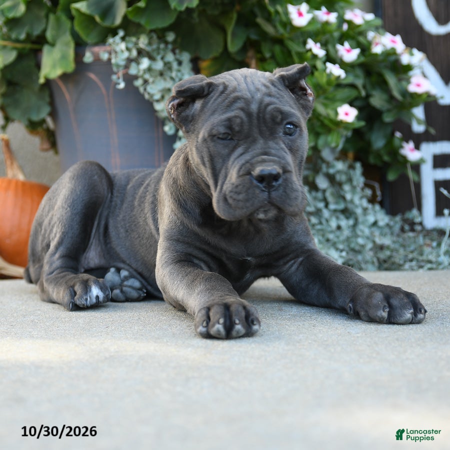 Cane Corso dogs for sale: Tundra - Ad 2