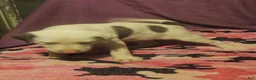 Border Collie dogs for sale: Suzy - Ad 7