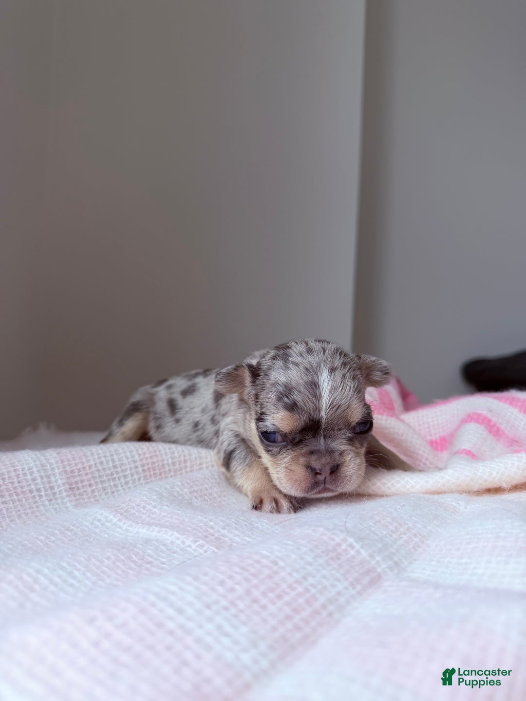 French Bulldog dogs for sale: Sapphire fluffy - Ad 8