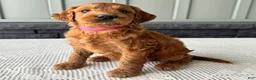 Mixed Breed dogs for sale: Ginger - Ad 4