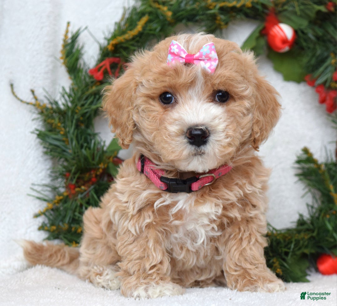 Maltipoo dogs for sale: Lyla - Ad 5