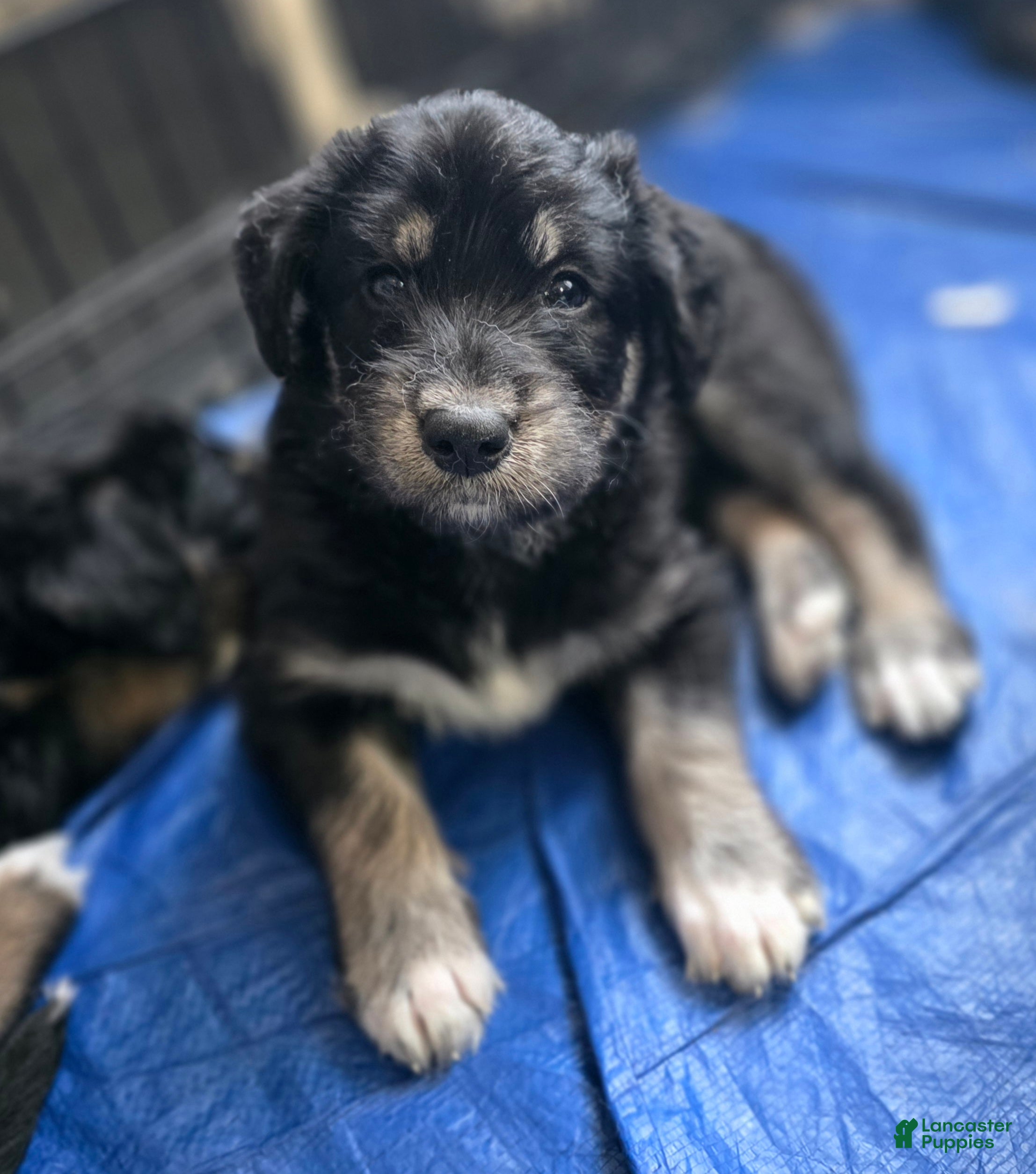 Huskipoo dogs Gaston - Ad 1