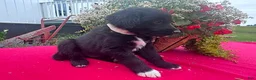Mixed Breed dogs for sale: Turbo - Ad 2