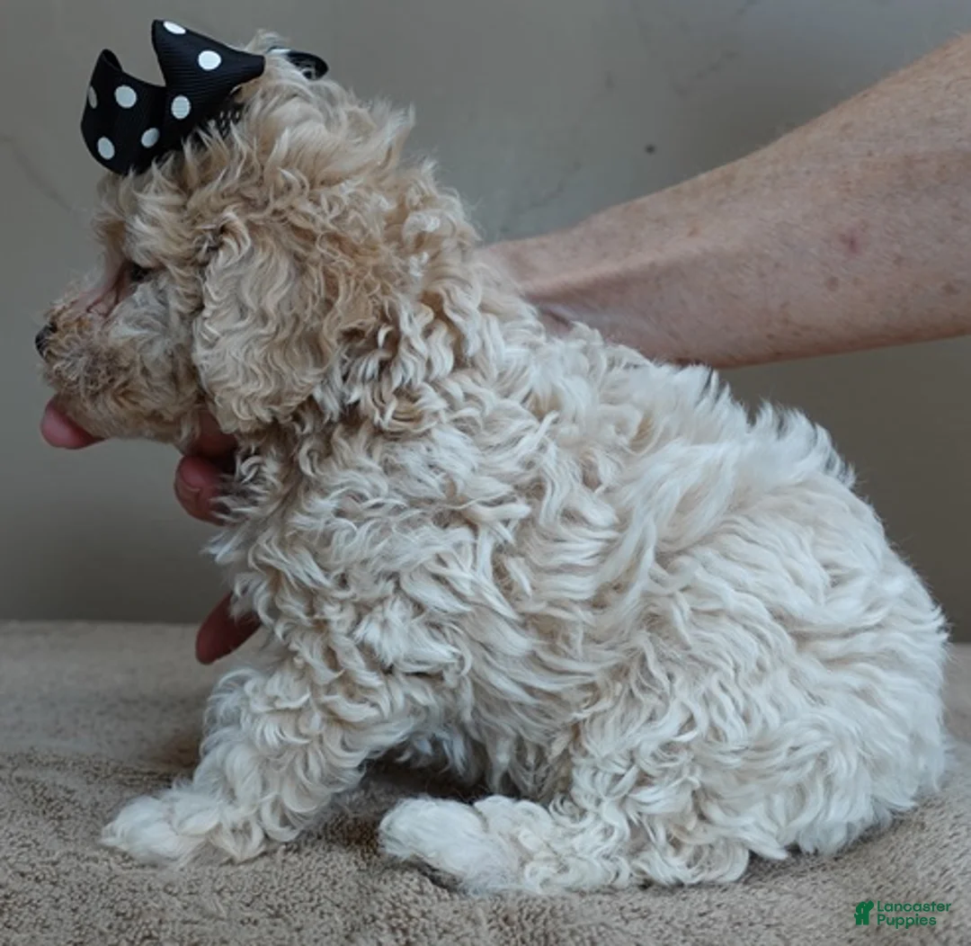 Toy Poodle dogs for sale: male sale 2 - Ad 7