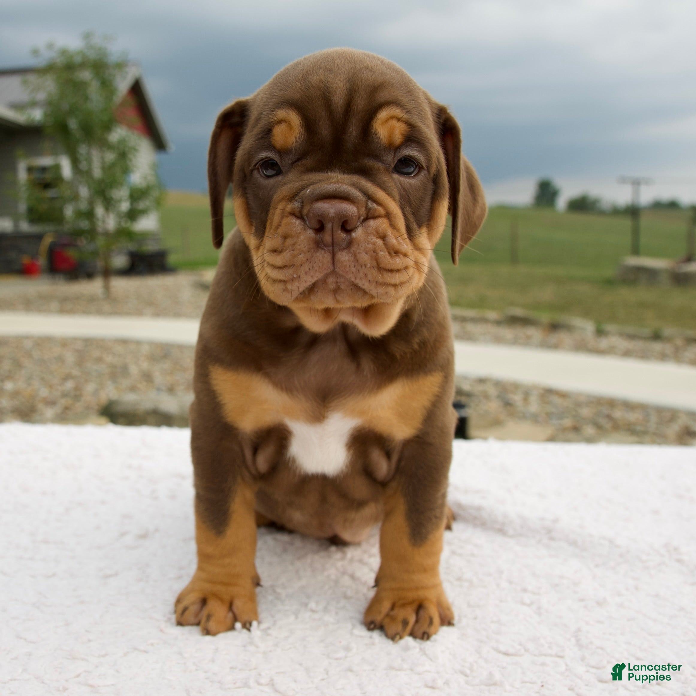 Beabull dogs Mickie - Ad 1
