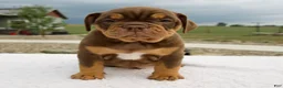 Beabull dogs for sale: Mickie - Ad 1