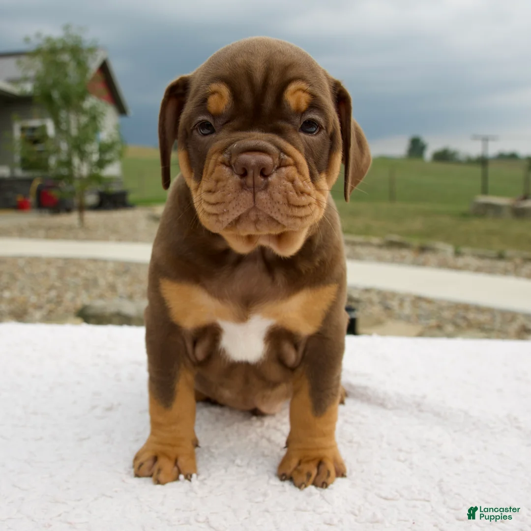Beabull dogs for sale: Mickie - Ad 1