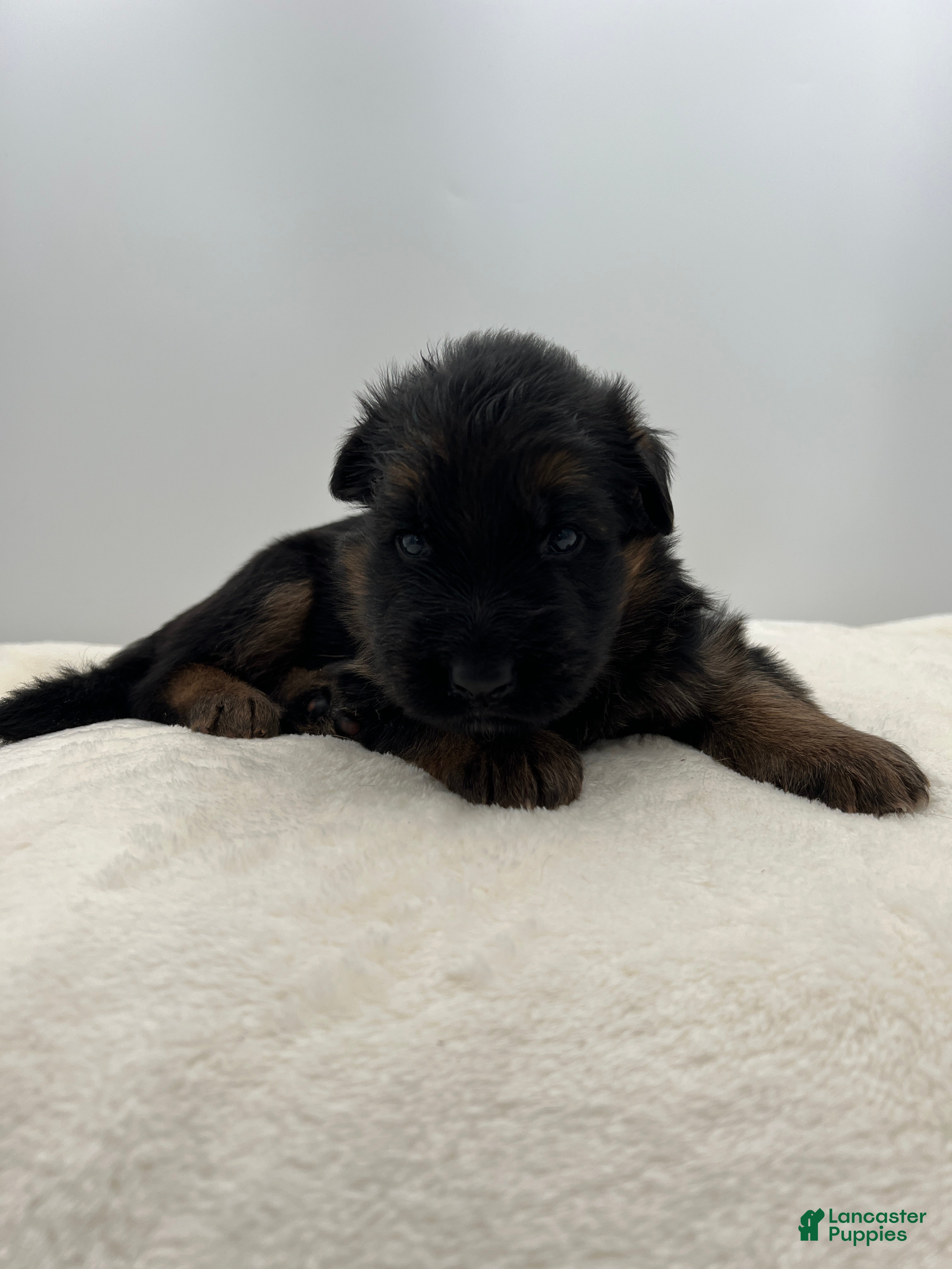 German Shepherd dogs Captain - Ad 19