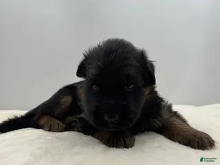 German Shepherd dogs Captain - Ad 19