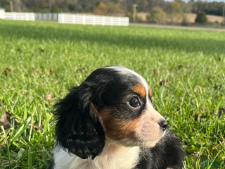 Cavapoo dogs - Ad 37