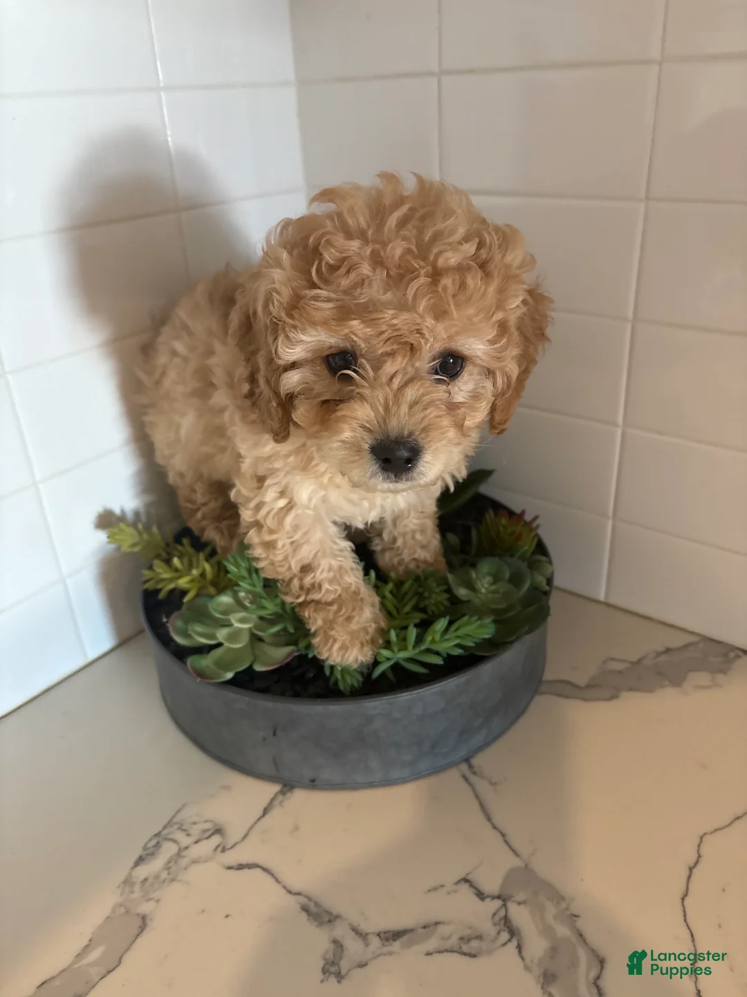 Cavapoo dogs for sale: Cheyenne  - Ad 3
