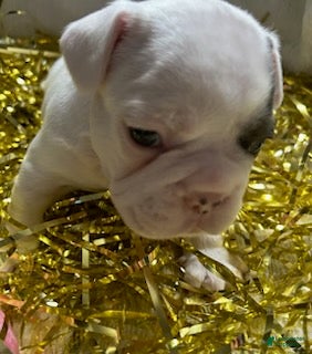 French Bulldog dogs for sale: French Bulldog Puppy 4 - Ad 1