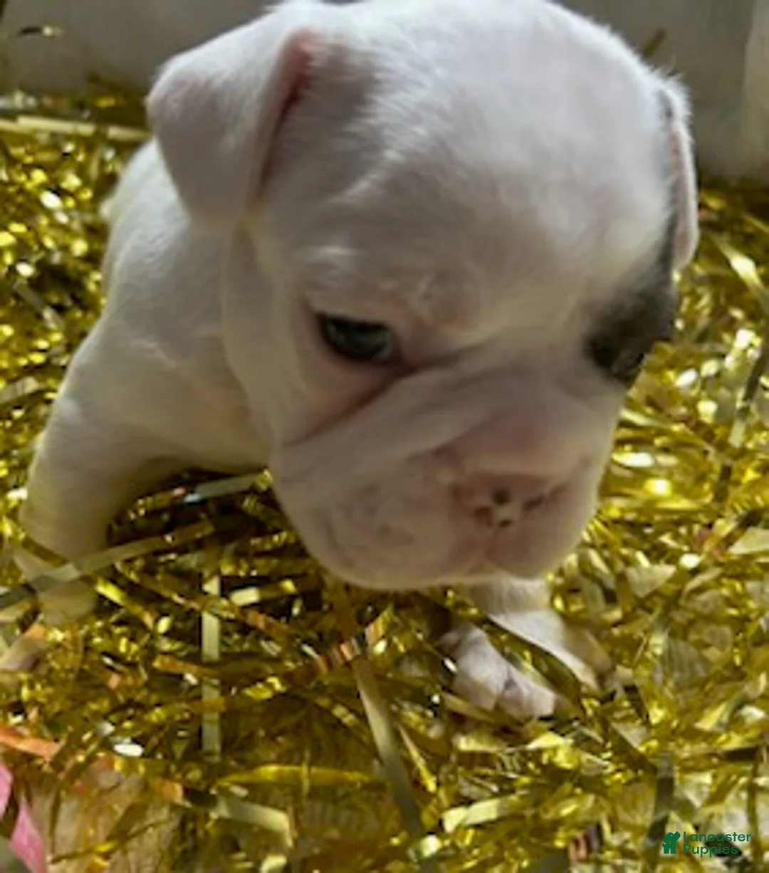 French Bulldog dogs for sale: French Bulldog Puppy 4 - Ad 1