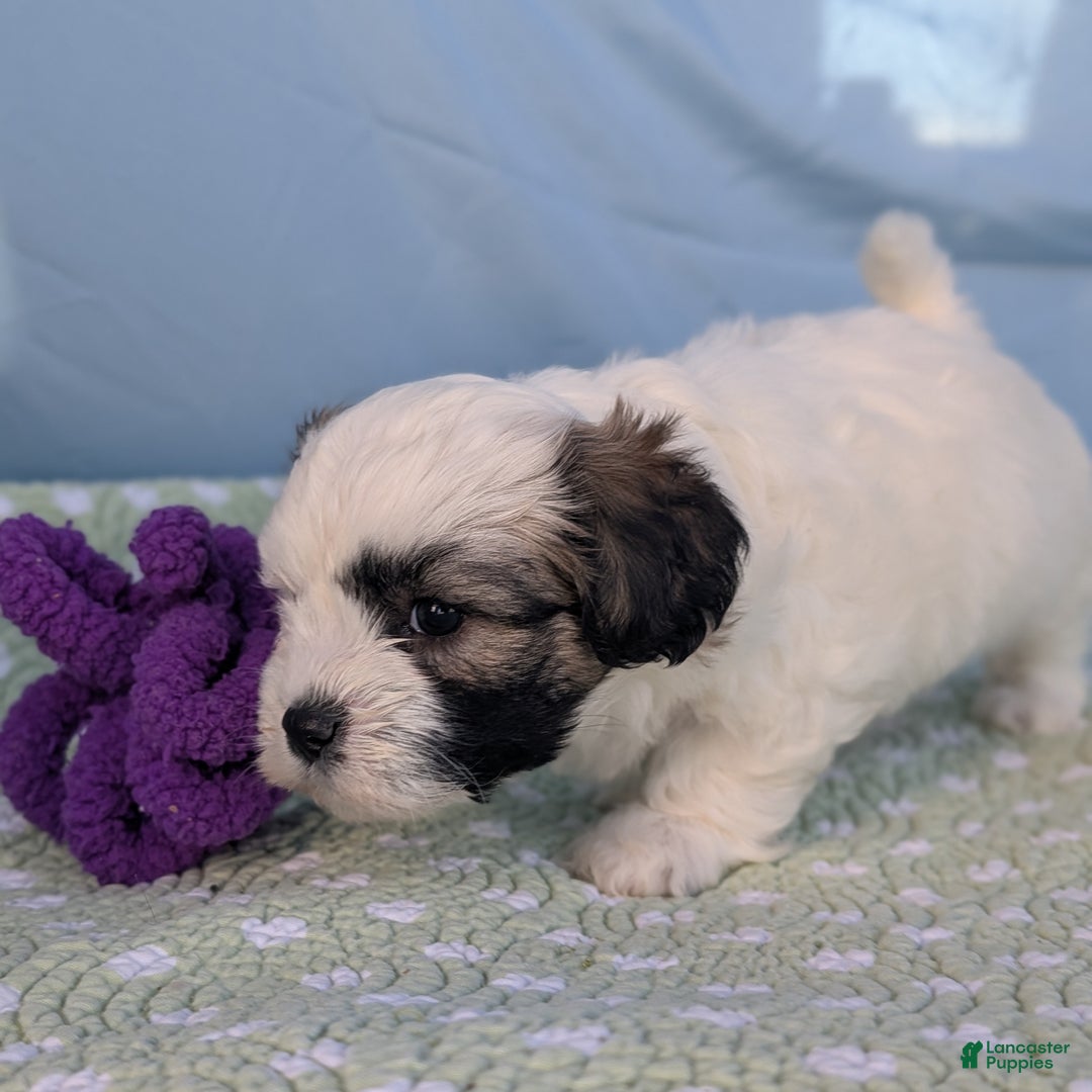 Teddy Bear dogs for sale: Snowflake - Ad 4