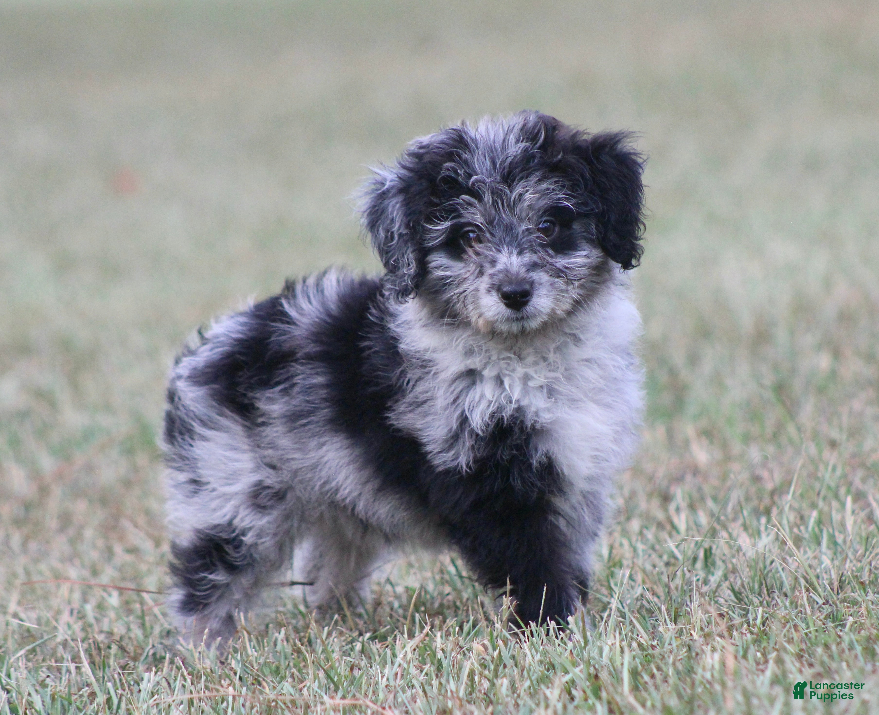 Aussiedoodle dogs Chrissy - Ad 1