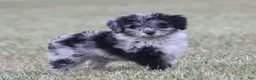 Aussiedoodle dogs for sale: Chrissy - Ad 1
