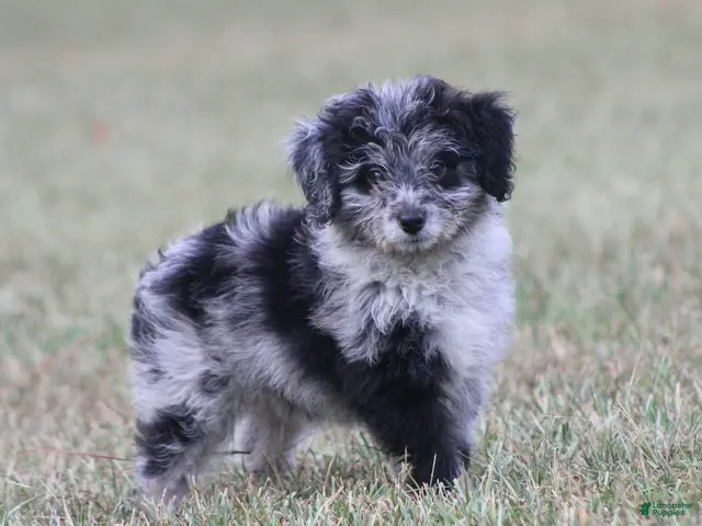 Aussiedoodle dogs for sale: Chrissy - Ad 1