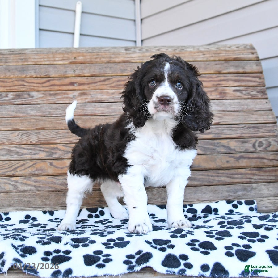 Mixed Breed dogs Patches - Ad 2