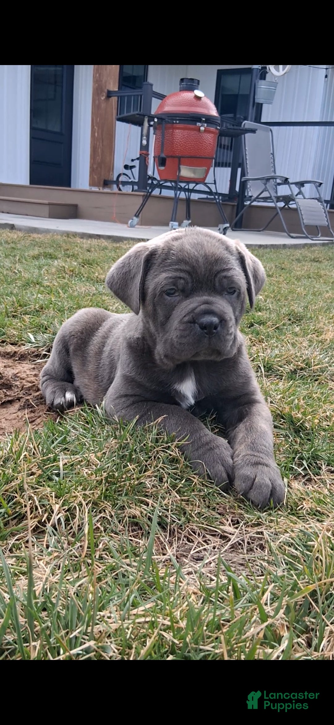 Cane Corso dogs Bella - Ad 1