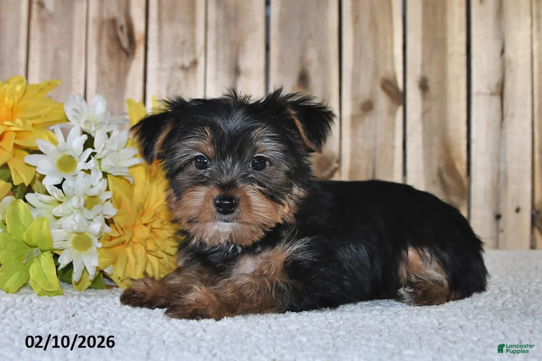 Yorkshire Terrier dogs for sale: Joey - Ad 2