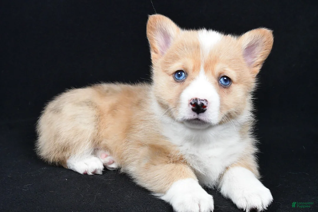 Welsh Corgi Pembroke dogs for sale: Chester - Ad 1