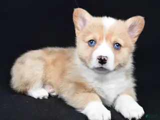 Welsh Corgi Pembroke dogs Chester - Ad 13