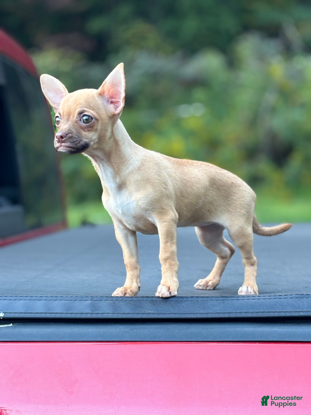 Chihuahua dogs for sale: Tina - Ad 2