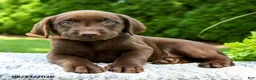 Labrador Retriever dogs for sale: Rose  - Ad 4
