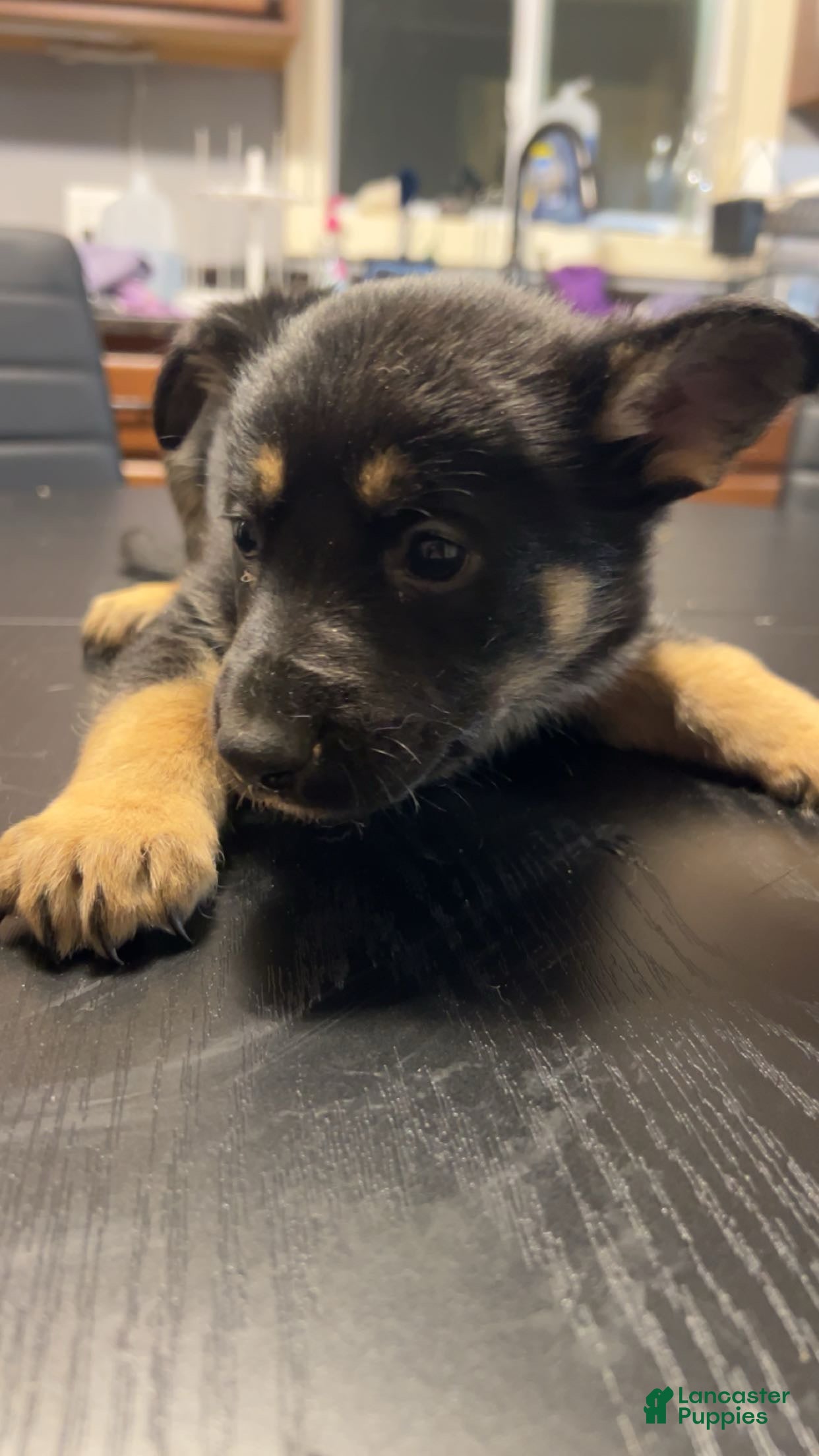 German Shepherd dogs German Shepherd Puppy 5 - Ad 8