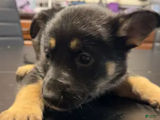 German Shepherd dogs German Shepherd Puppy 5 - Ad 8