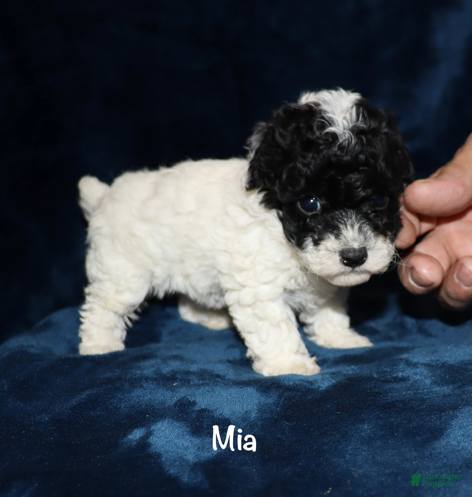 Toy Poodle dogs Mia - Ad 2
