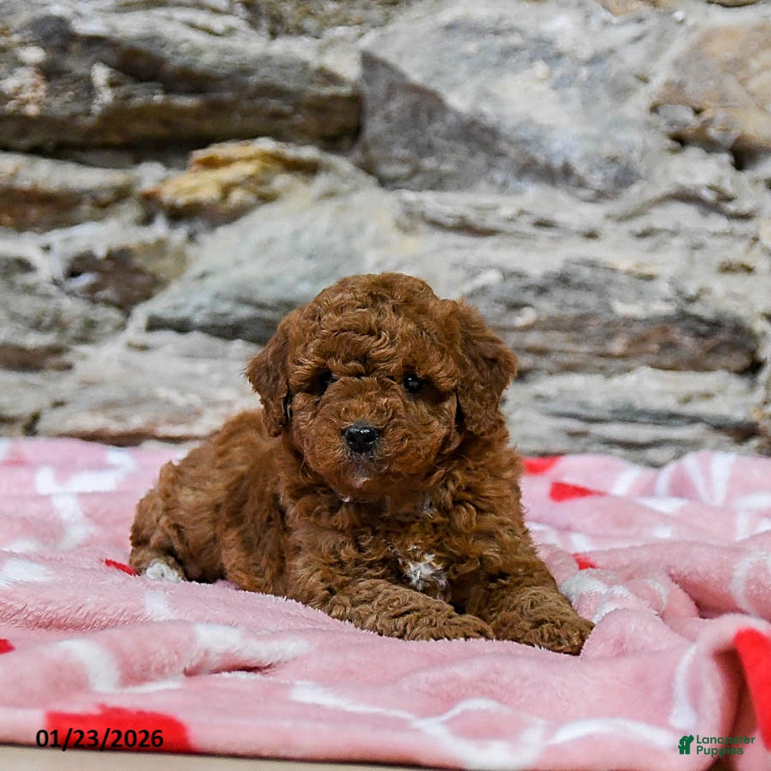 Mini Goldendoodle dogs for sale: Curly - Ad 3