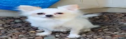 Chihuahua dogs for sale: Happy  - Ad 1