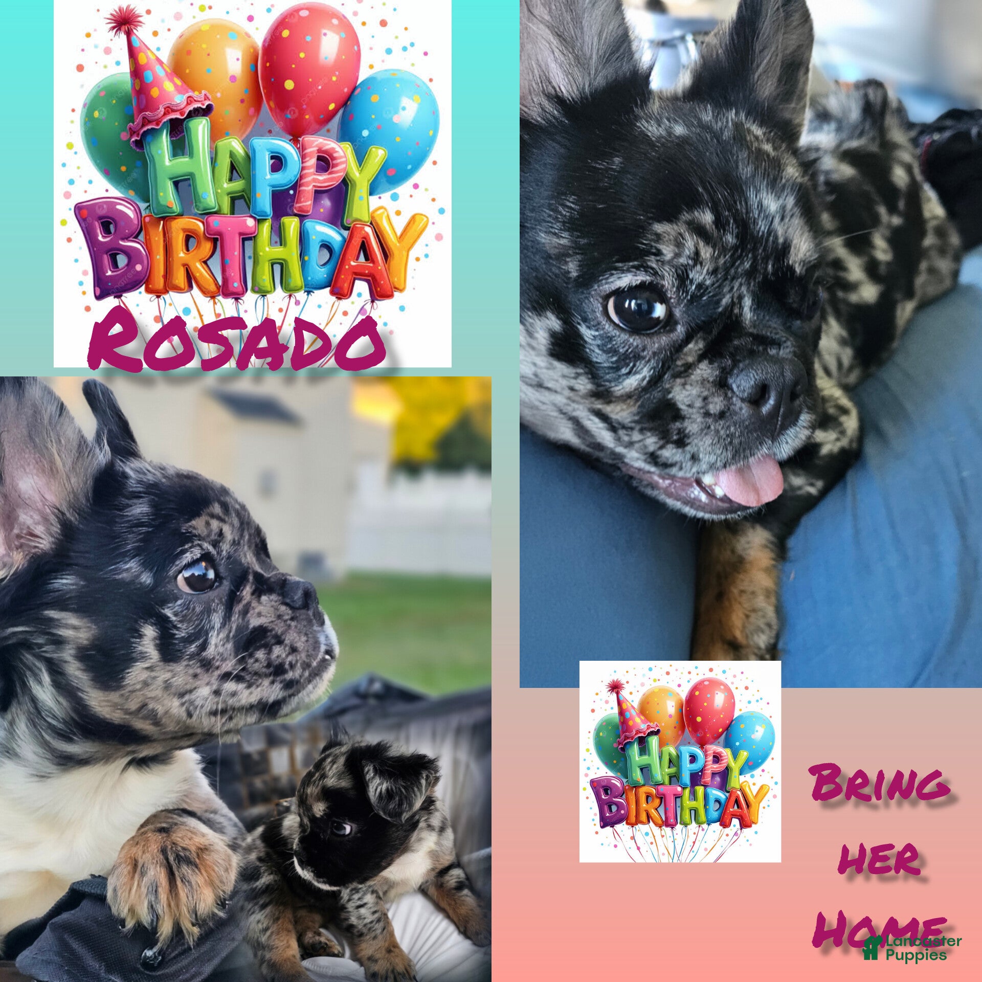 French Bulldog dogs  Rosado, The curious showstopper 🐾 - Ad 1