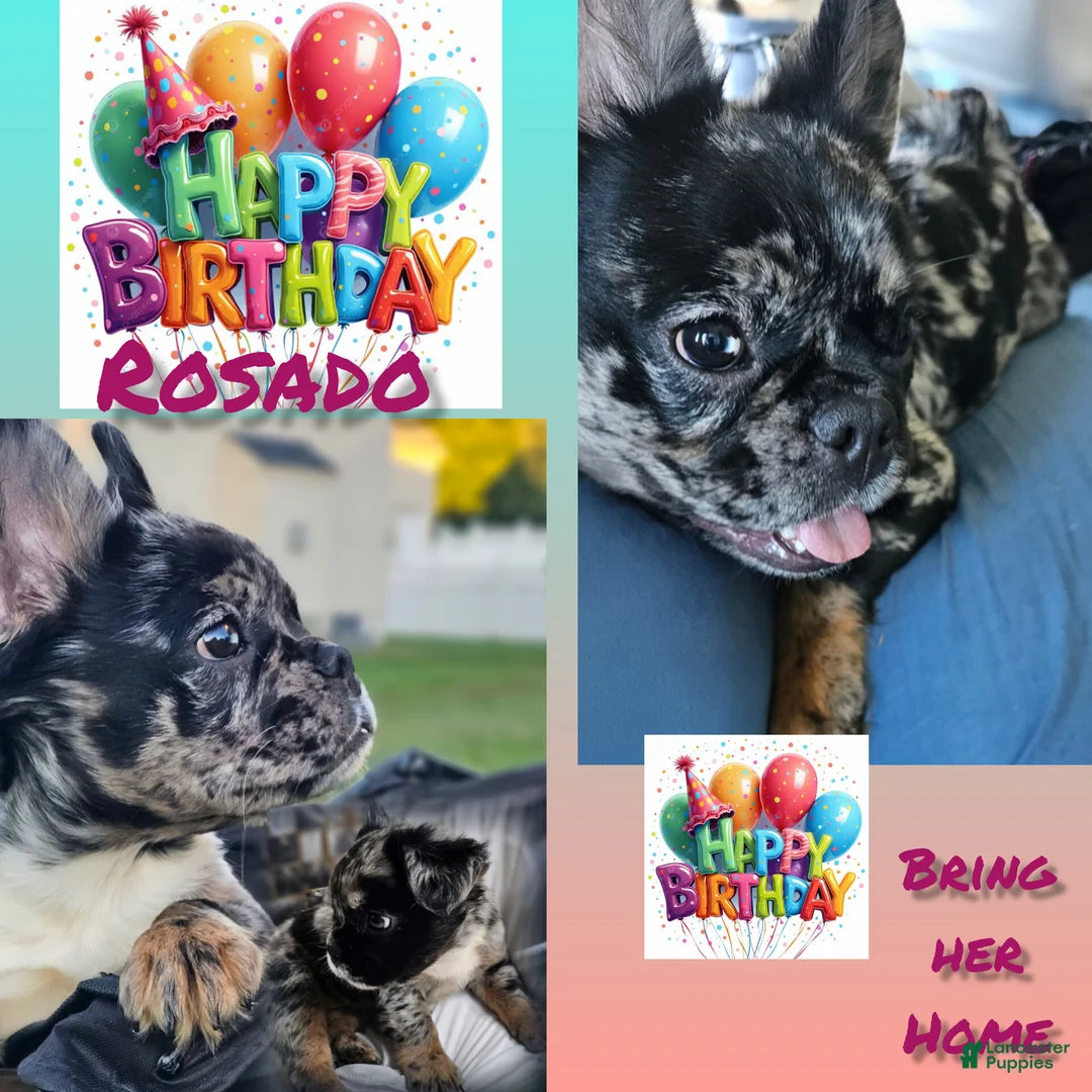 French Bulldog dogs for sale:  Rosado, The curious showstopper 🐾 - Ad 1