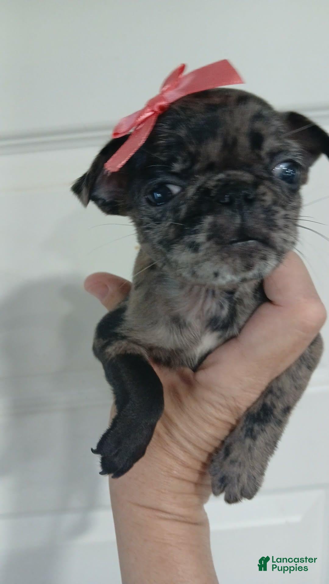 Pug dogs for sale: Pug 7 - Ad 4