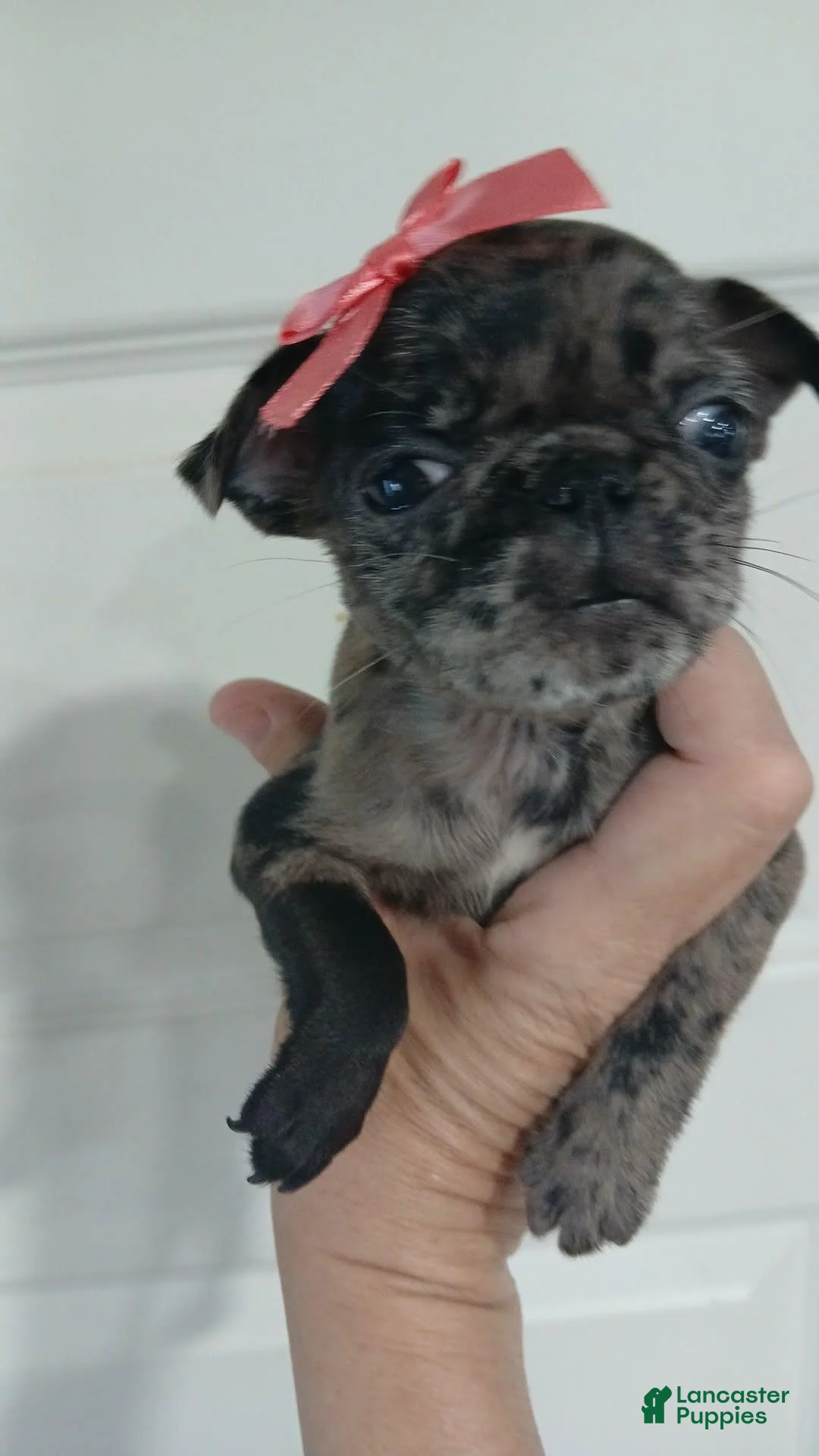 Pug dogs for sale: Pug 7 - Ad 1