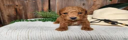 Mini Bernedoodle dogs for sale: Blake - Ad 12