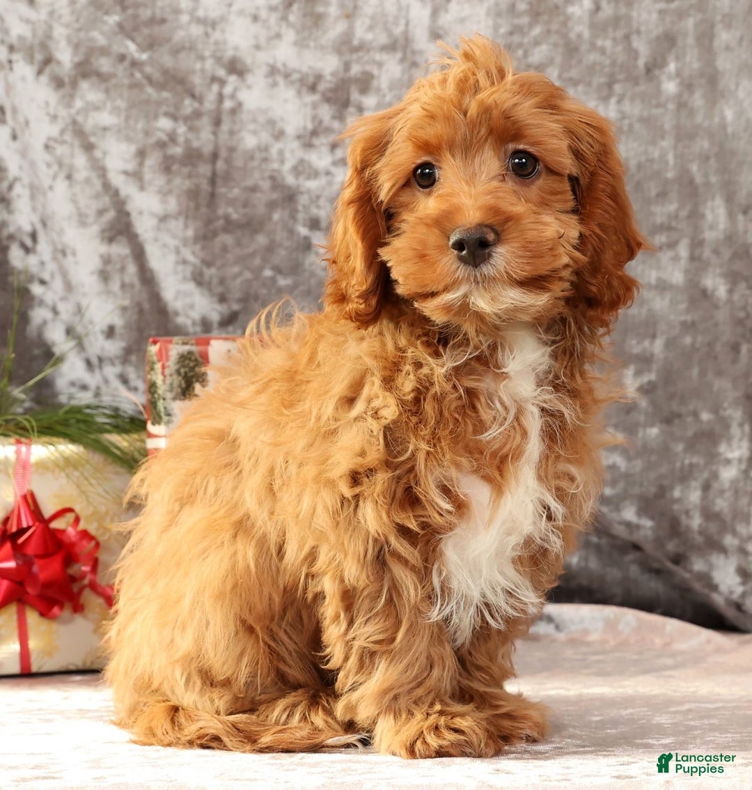Cavapoo dogs for sale: Kimmy - Ad 2