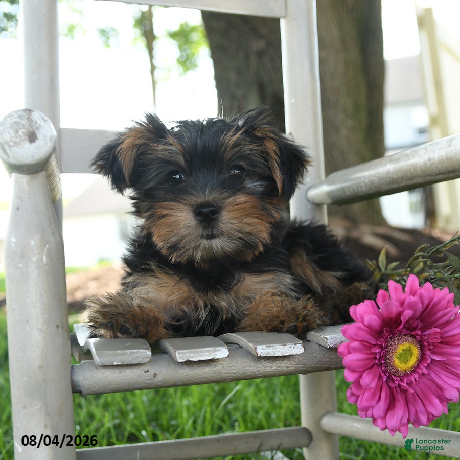 Yorkshire Terrier dogs Maxwell - Ad 1
