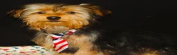 Yorkshire Terrier dogs for sale: Samson - Ad 2