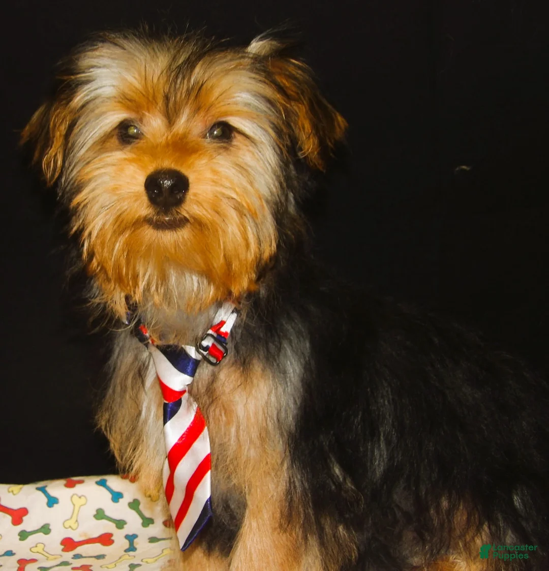 Yorkshire Terrier dogs for sale: Samson - Ad 2