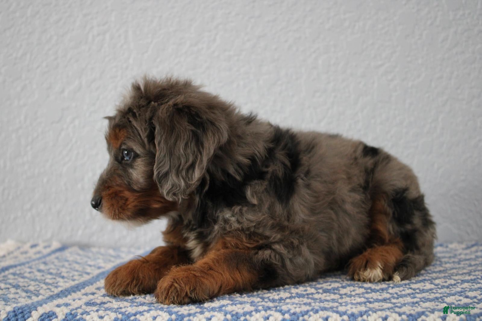 Mini Goldendoodle dogs Vesper - Ad 2