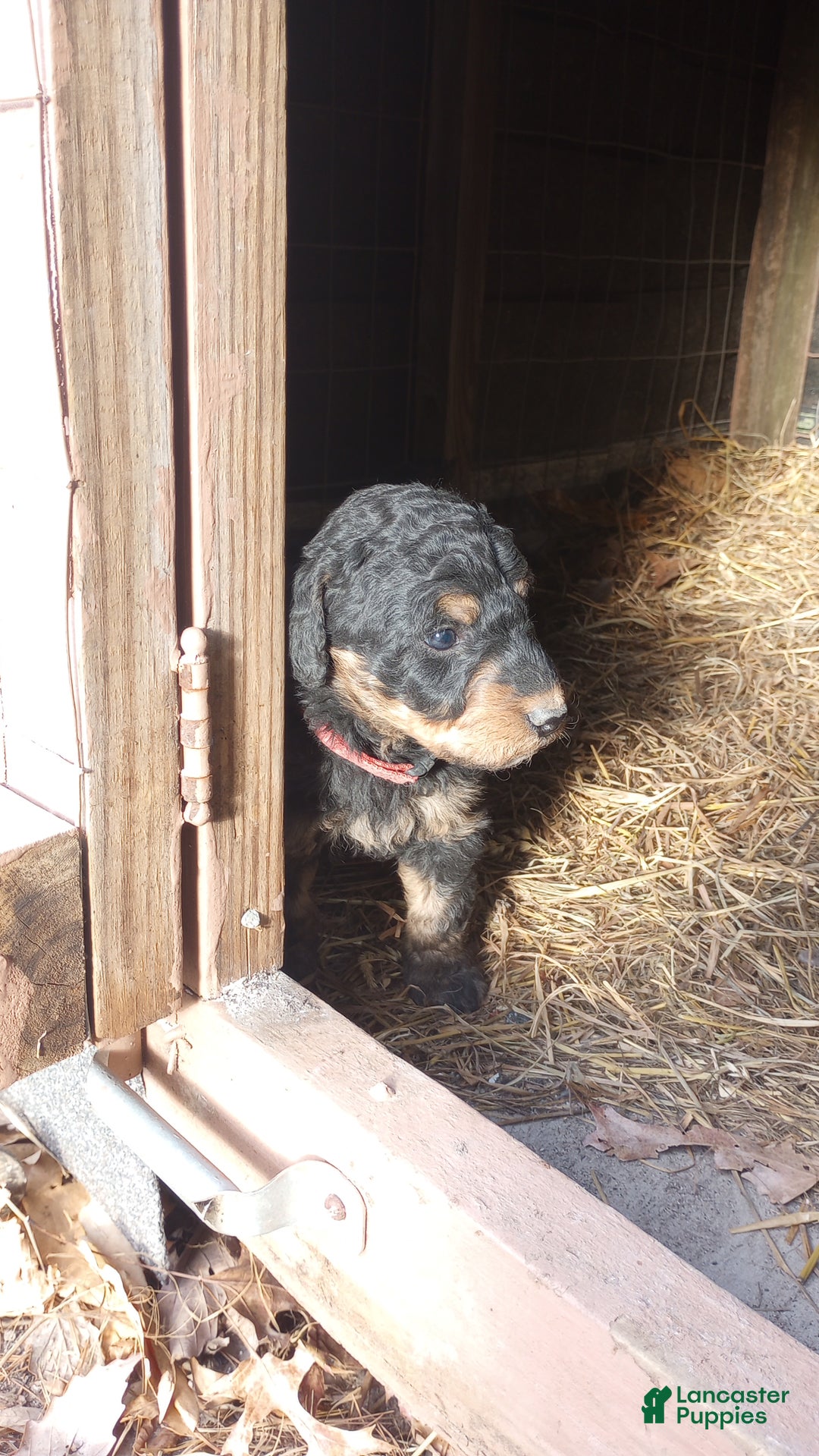 Bernedoodle dogs for sale: Bernedoodle Bella - Ad 6