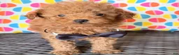 Toy Poodle dogs for sale: Bucky  - Ad 5