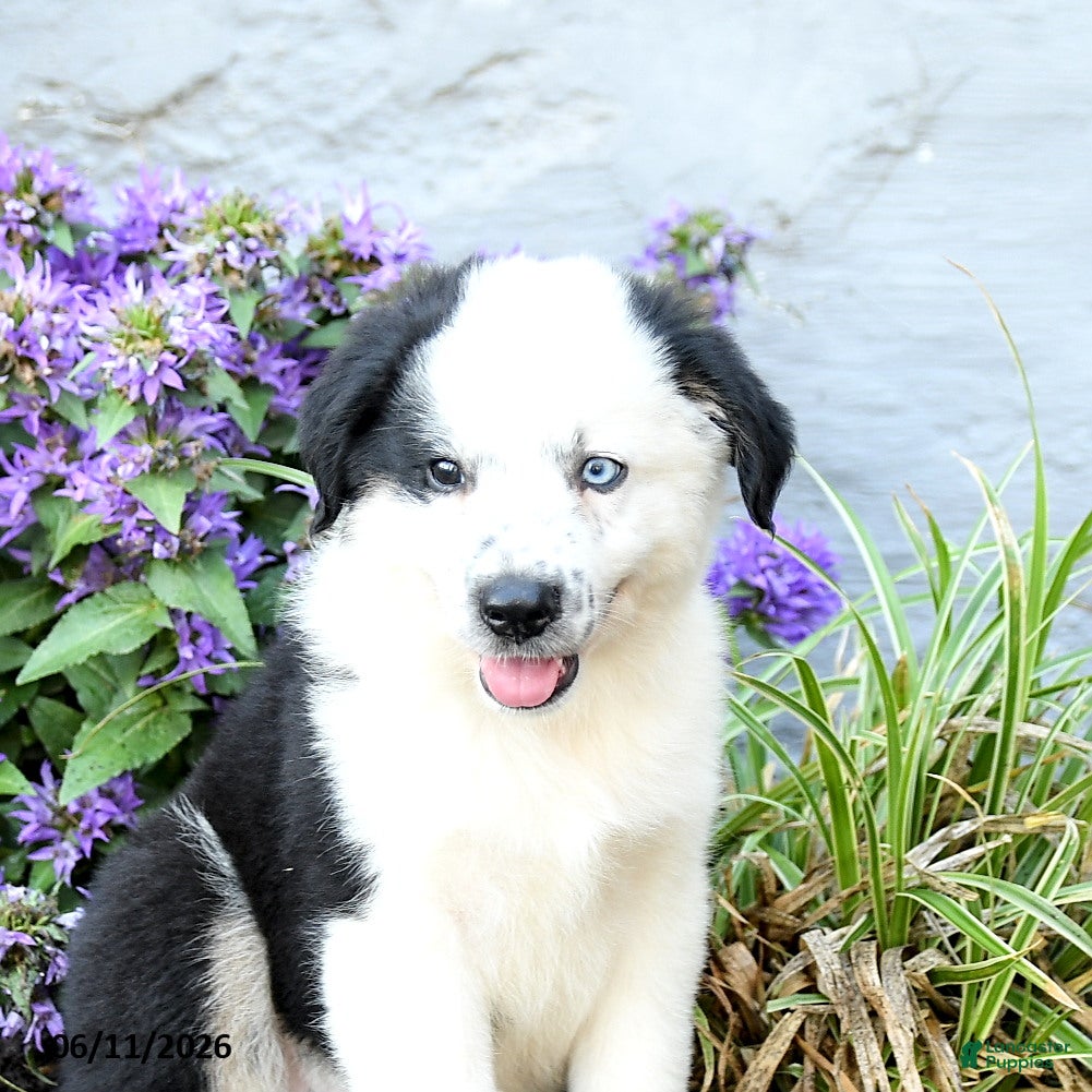 Miniature Australian Shepherd dogs Cptn Hook - Ad 1